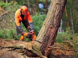 How Our Tree Care Process Works  in Belvidere, IL